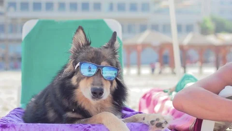 German shepherd with sunglasses lying on the beach enjoying a yellow Popsicle Stock Footage 103153963