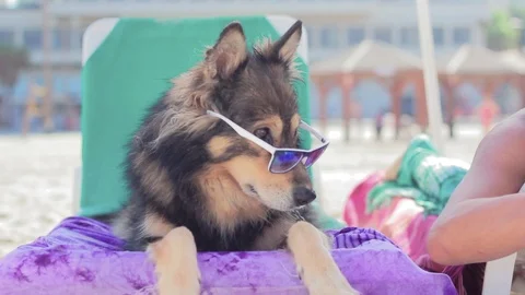 German shepherd with sunglasses lying on the beach enjoying a red Popsicle Stock Footage 103154182
