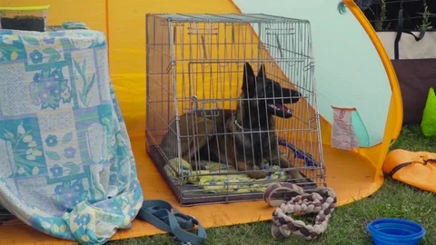 A german shepherd taking a nap in a cage Stock Footage 118014374