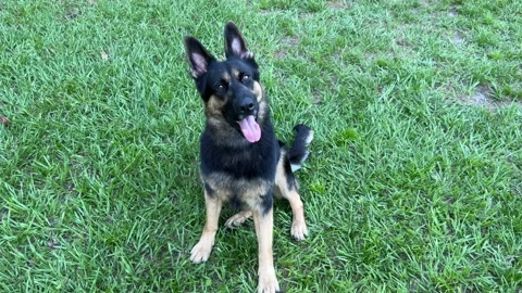 German shepherd tilting Stock Footage 202780583