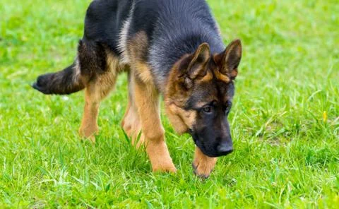 German shepherd tracker dog working outdoor 写真素材