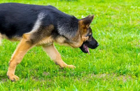 German shepherd tracker dog working outdoor Stock-Fotos