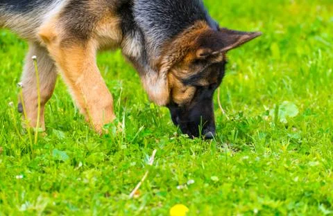 German shepherd tracker dog working outdoor Stock Photos