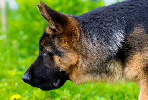 German shepherd tracker dog working outdoor Fotos de archivo