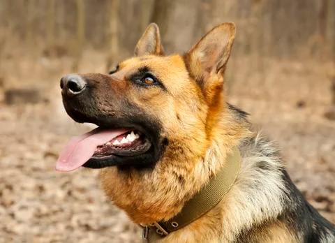 German shepherd training close up Stock Photos