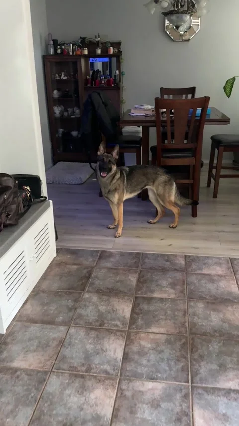 German Shepherd Trains Her Human to Use the Hose, Richland, Washington, USA - 19 Stock Footage 342544631