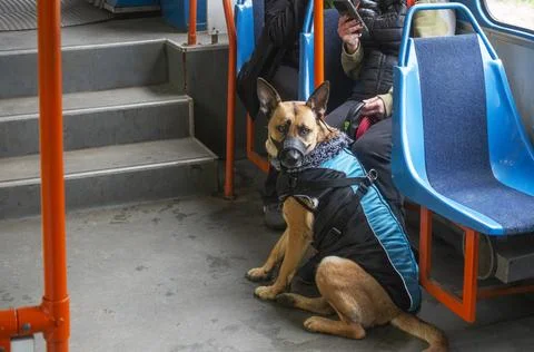 German Shepherd on a tram. Stock-Fotos