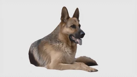 German shepherd with transparent (alpha) background Stock Footage 240790211