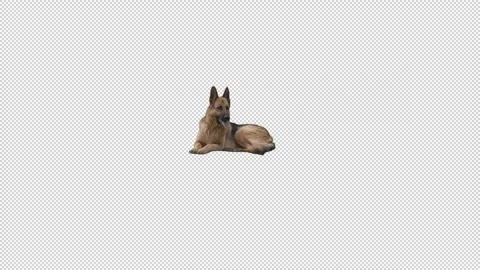 German shepherd on transparent (alpha) background Stock Footage 240790500