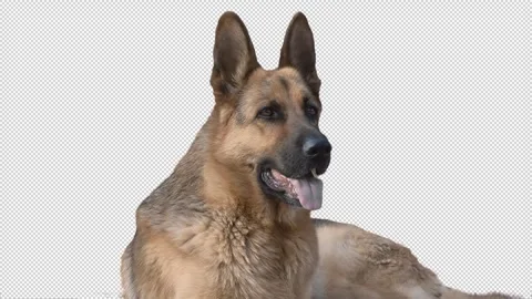 German shepherd with transparent (alpha) background Stock-Footage 240905543