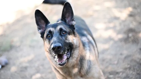 German shepherd wait new command 스톡 동영상 115687307