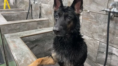 German shepherd waiting for the water Stock-Footage 228760727