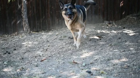 German shepherd walking around 스톡 동영상 115687333