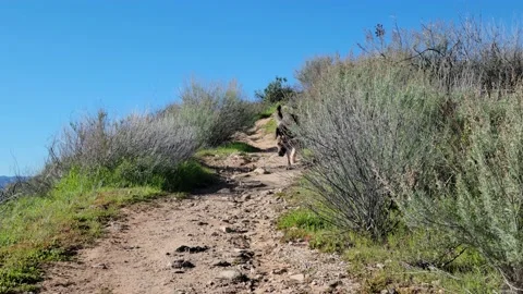 German Shepherd walking off leash Stock Footage 231343729