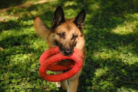 German Shepherd walking through the forest with a red ring toy in its mouth o Stock Photos