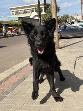 German Shepherd Walking Toward Camera in Bright Daylight Stock-Fotos