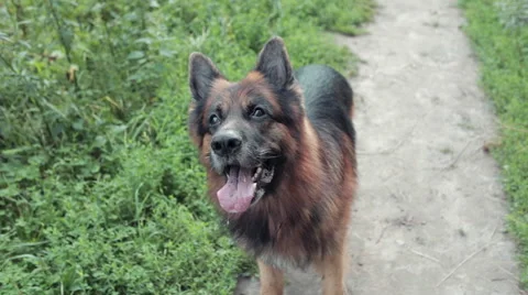German Shepherd Wants to Play Stock Footage 67301242