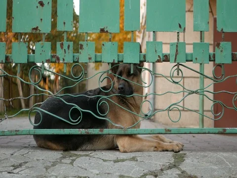 German Shepherd watchdog Stock Footage 81358806