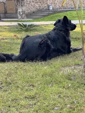 German Shepherd Watching While Lying on Grass, Alexandria Stock Photos