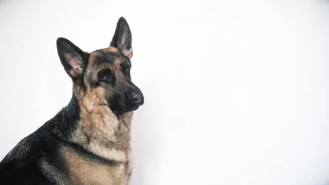 German shepherd on a white background Stock Footage 106066558