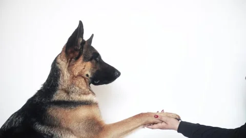 German shepherd on a white background Stock Footage 106066565
