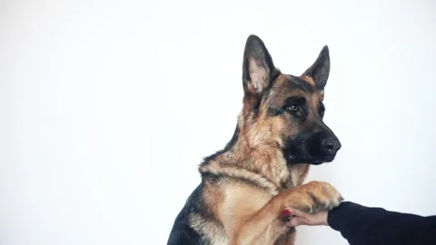 German shepherd on a white background Stock Footage 106066571