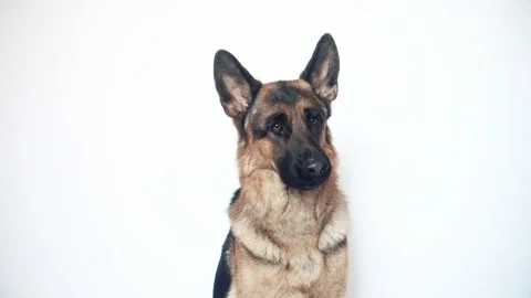 German shepherd on a white background Stock Footage 106066575