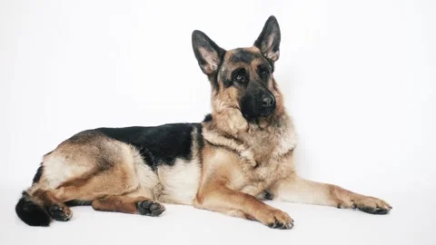 German shepherd on a white background Stock Footage 106066753