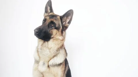 German shepherd on a white background Stock Footage 106066823