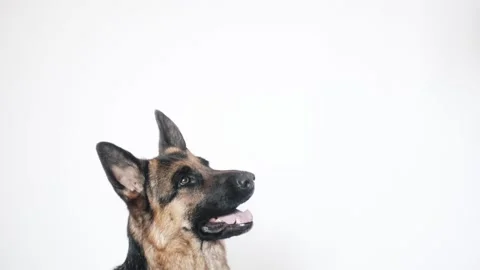 German shepherd on a white background Stock Footage 106067018
