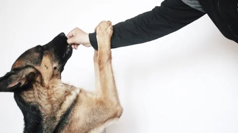 German shepherd on a white background Stock Footage 106067057