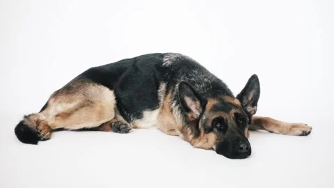 German shepherd on a white background Stock Footage 106067184