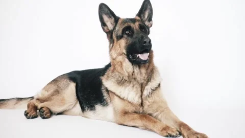 German shepherd on a white background Stock Footage 106067366