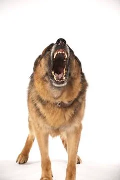  German Shepherd on White Background Stock Photos