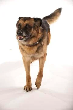 German Shepherd on White Background Stock Photos
