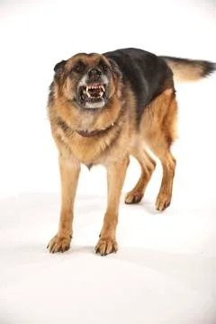  German Shepherd on White Background Stock Photos