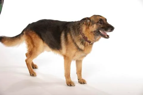  German Shepherd on White Background Stock Photos