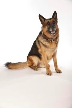 German Shepherd on White Background Stock Photos