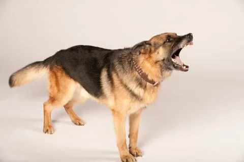  German Shepherd on White Background Stock Photos