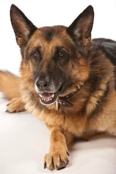  German Shepherd on White Background Stock Photos