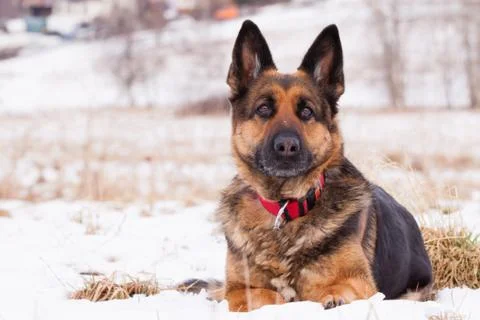 German shepherd in winter Stock Photos