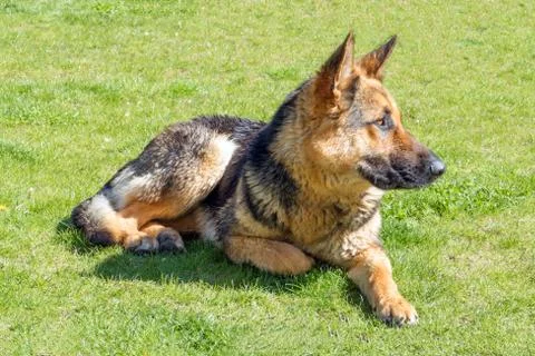 German shepherd without a collar, lying on lawn with green grass Stock Photos