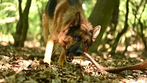 German Shepherd in the Wood Stock Footage 195960333