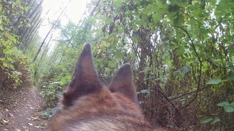 German Shepherd in the Woods Point of View Stock Footage 94756422