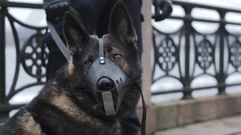 German Shepherd Working Dog Wearing Protective Muzzle During Security Patrol Video stock 336666419