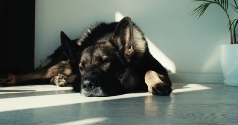 German Shepherd Working Line Resting Stock Footage 234296178
