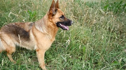German Shepherd On The Yard Slow Motion Stock Footage 51561897