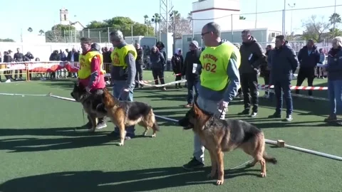 German shepherds from all over Spain meet at exhibition in Utrera, Spain, ES - 2 Stock Footage 231092117