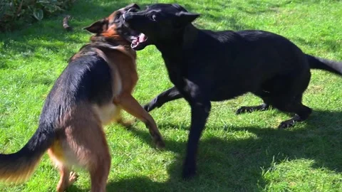 German Shepherds are playing on the lawn Stock Footage 286978196