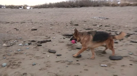 German Shepherds On Beach Stock Footage 888523